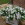 Flowers By Becky, an independent florist in Fleet